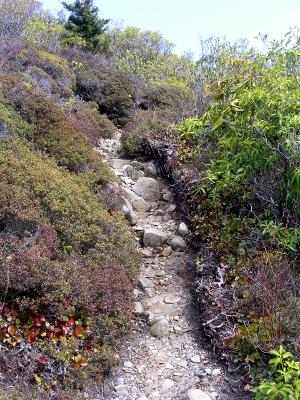 [Narrow rocky path heading uphill with fairly low-level vegetation close on either side with some higher level vegetation on the right side of the image.]